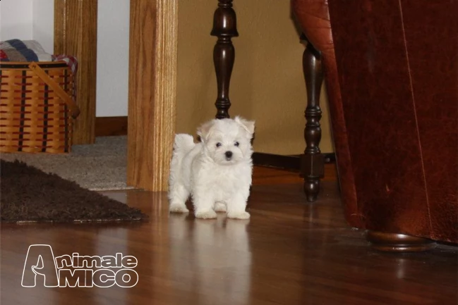 cuccioli maltese 