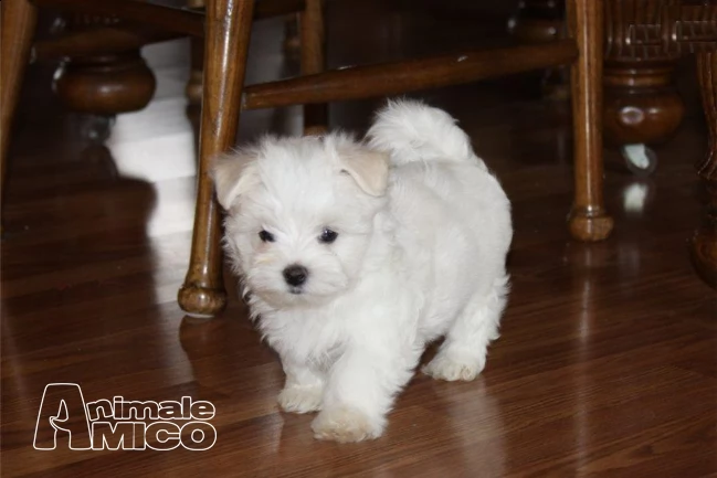 cuccioli maltese  | Foto 1