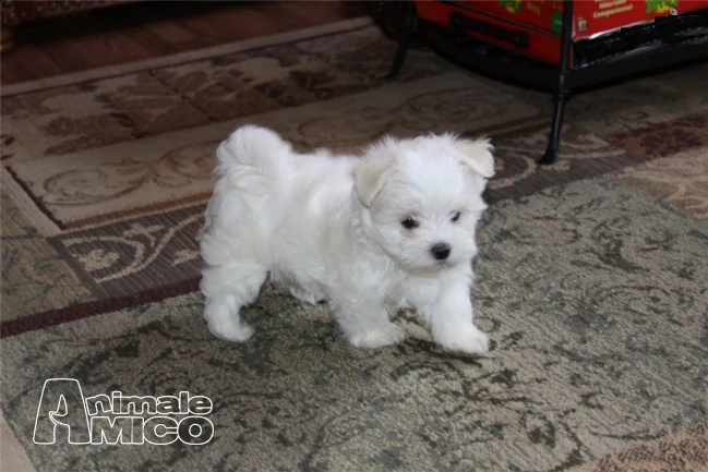 cuccioli maltese  | Foto 0