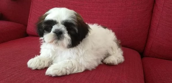 bellissima cucciola shitzu di 2 mesi | Foto 0
