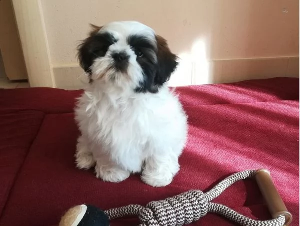 bellissima cucciola shitzu di 2 mesi