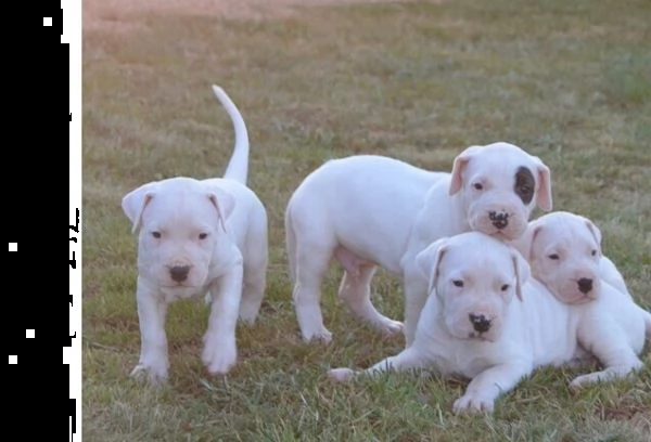 dogo argentino cuccioli