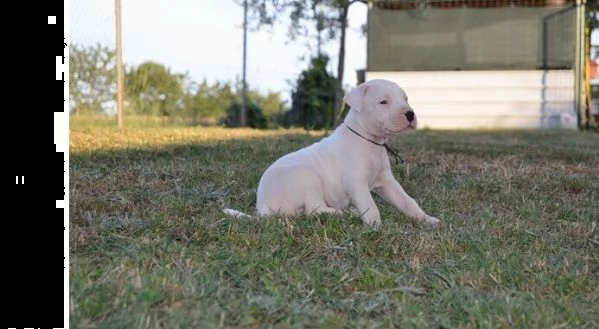 dogo argentino cuccioli | Foto 0