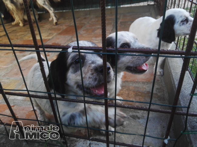 Vendita Cucciolo Setter Da Privato A Perugia Vendo Cuccioli Di