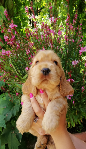 Vendita Da Privato A Pg Cuccioli Cocker Spaniel Inglese 14062018