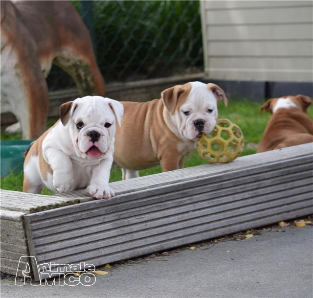 Regalo Cucciolo Bulldog Da Privato A Roma Disponibili Cuccioli Di