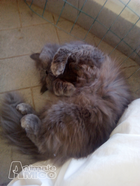 Accoppiamento Persiano Da Privato A Roma Gatto Persiano Per