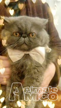 Accoppiamento Persiano Da Privato A Roma Gatto Persiano Per