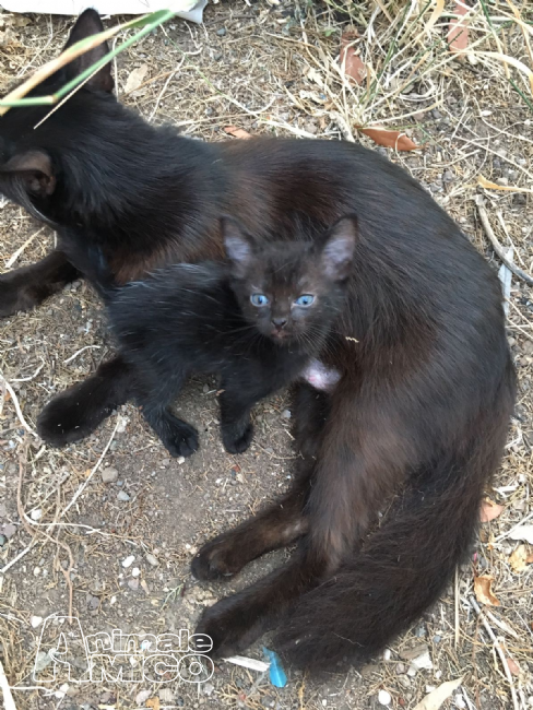 Regalo Cucciolo Da Privato A Rm Gattini Neri A Pelo Lungo 17082017