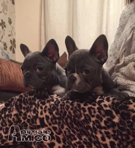 cuccioli di bulldog francesi sulladozione