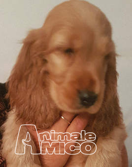 Vendita Cucciolo Cocker Spaniel Inglese Da Privato A Cuccioli Puri