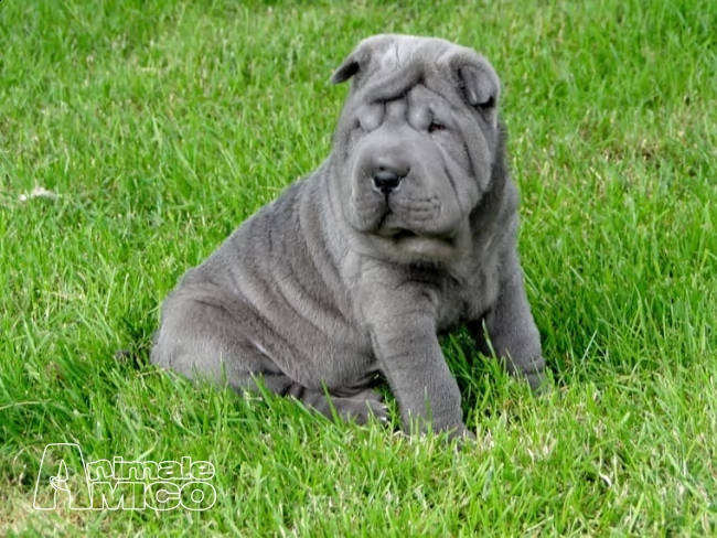 due cuccioli di sharpei con pedigree