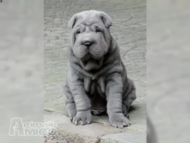 due cuccioli di sharpei con pedigree | Foto 0