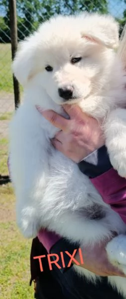 Cuccioli  | Foto 4