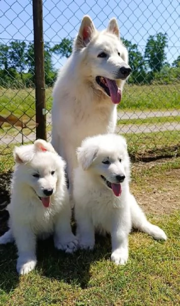 Cuccioli  | Foto 3