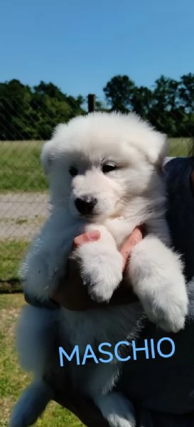 Cuccioli  | Foto 2