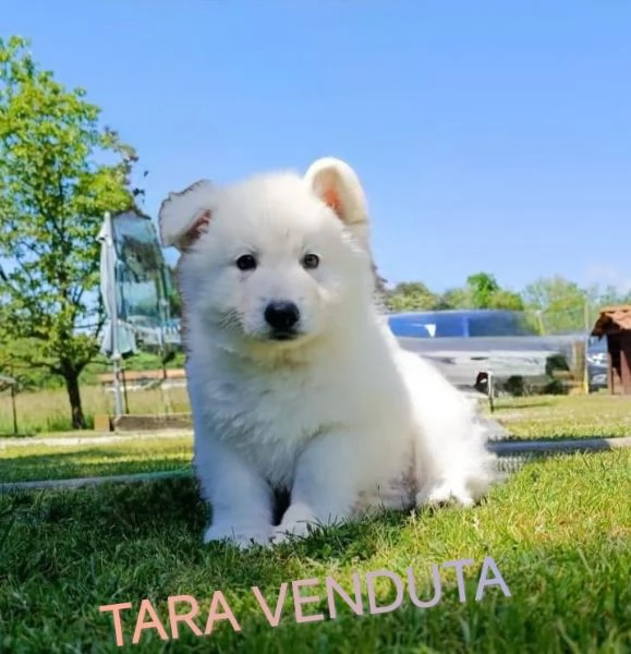 Cuccioli  | Foto 1