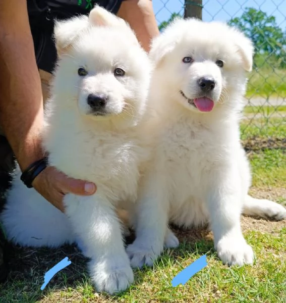 Cuccioli 
