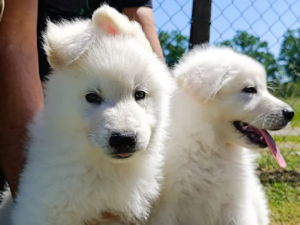 Cuccioli  | Foto 0