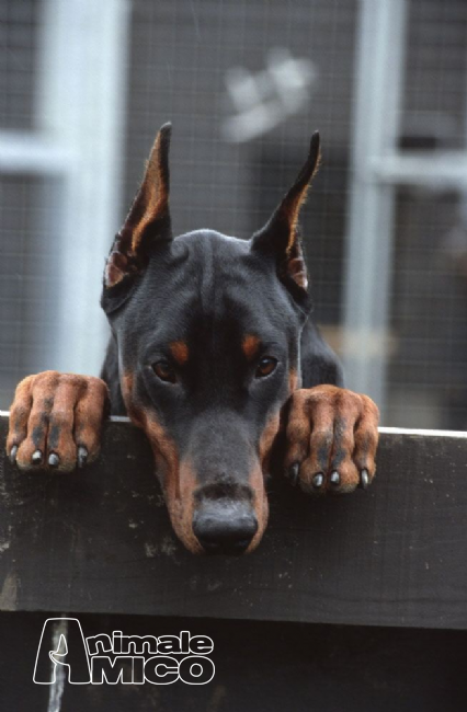 Vendita Cucciolo Dobermann Da Privato A Cagliari Dobermann Cuccioli
