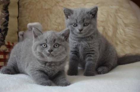 stupendi british shorthair gattini