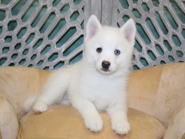 amorevole pomsky