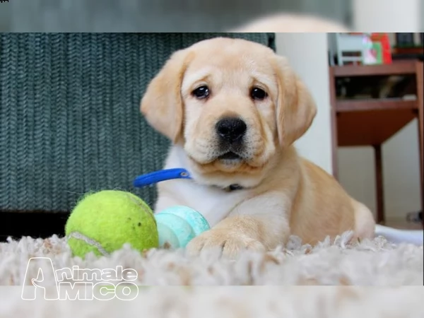 labrador chocolate miele e neri  3