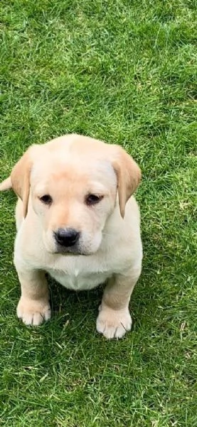 labrador chocolate miele e neri  3 | Foto 6