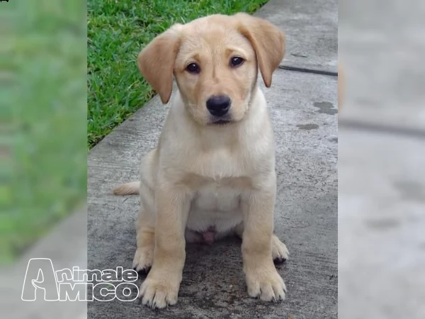 labrador chocolate miele e neri  3 | Foto 5