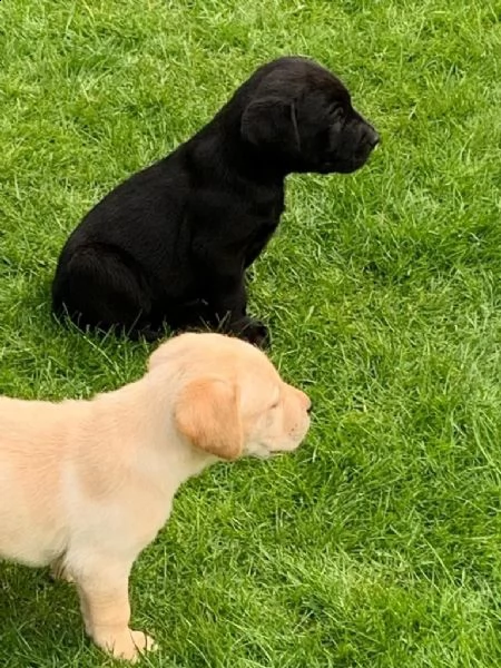 labrador chocolate miele e neri  3 | Foto 4