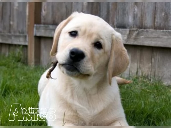 labrador chocolate miele e neri  3 | Foto 3