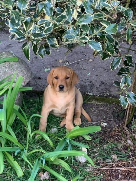 labrador chocolate miele e neri  3 | Foto 0