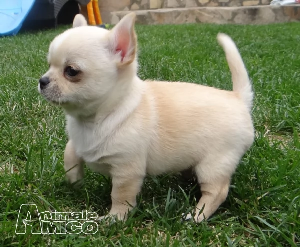 chihuahua stupendi cuccioli vendo