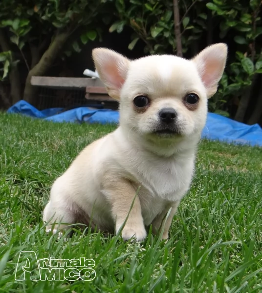chihuahua stupendi cuccioli vendo | Foto 0