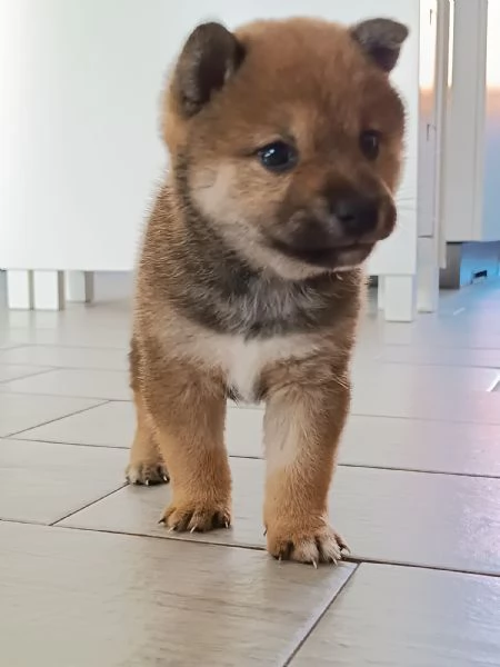 Cuccioli Shiba Inu