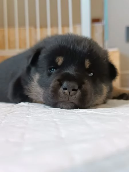 Cuccioli Shiba Inu | Foto 5