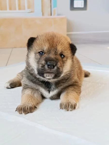 Cuccioli Shiba Inu | Foto 4