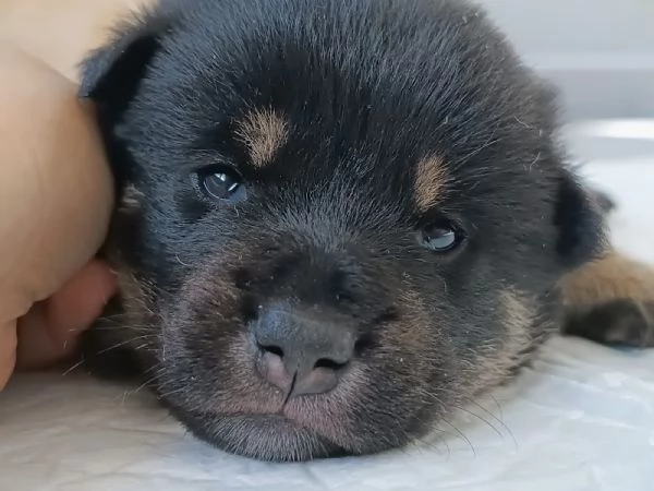 Cuccioli Shiba Inu | Foto 3