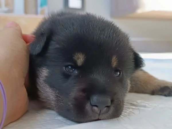Cuccioli Shiba Inu | Foto 2