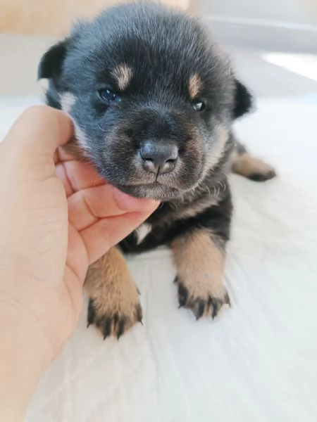 Cuccioli Shiba Inu