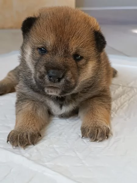Cuccioli Shiba Inu | Foto 1