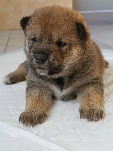 Cuccioli Shiba Inu | Foto 0