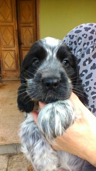 Vendita Cucciolo Da Privato A Vc Cocker Spaniel Inglese Cuccioli