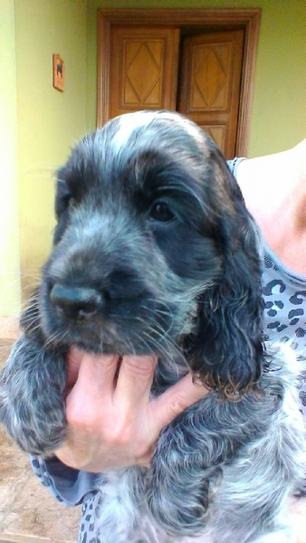Vendita Cucciolo Da Privato A Vc Cocker Spaniel Inglese Cuccioli