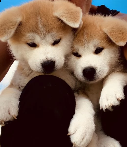 cuccioli akita inu 