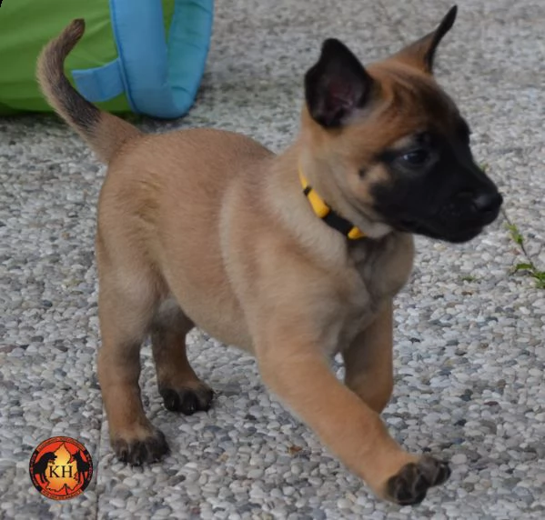 cuccioli di pastore belga malinois