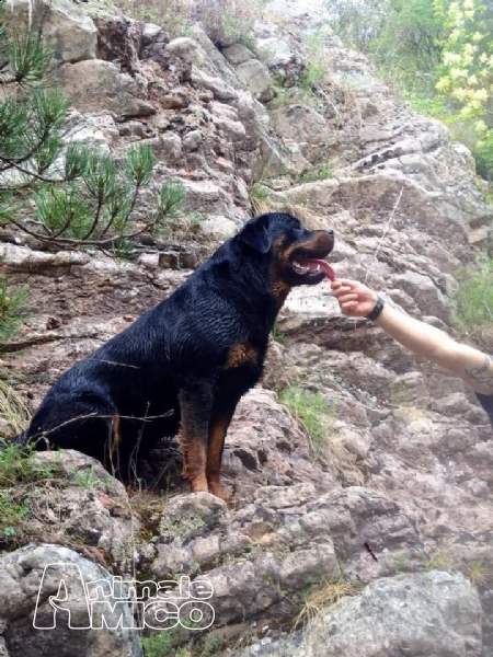 rottweiler maschio per accoppiamento pedigree eccellente | Foto 3