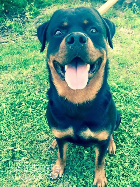 rottweiler maschio per accoppiamento pedigree eccellente | Foto 2