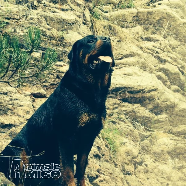 rottweiler maschio per accoppiamento pedigree eccellente