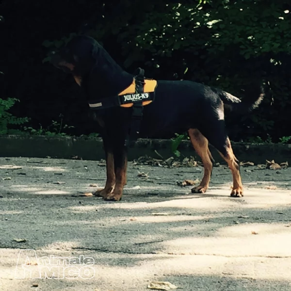 rottweiler maschio per accoppiamento pedigree eccellente | Foto 1
